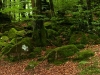 Forêt basque moussue